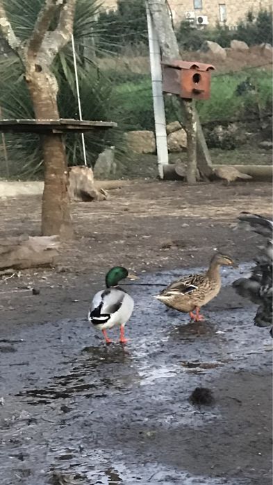 Patos muito bonitos