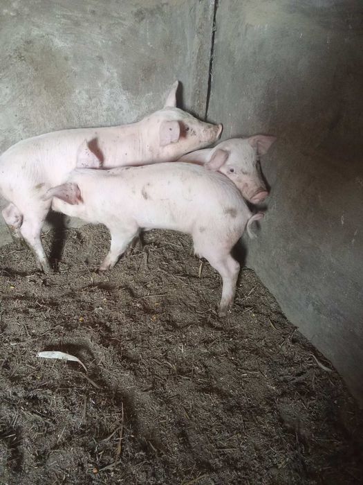 продам маленьких  порося