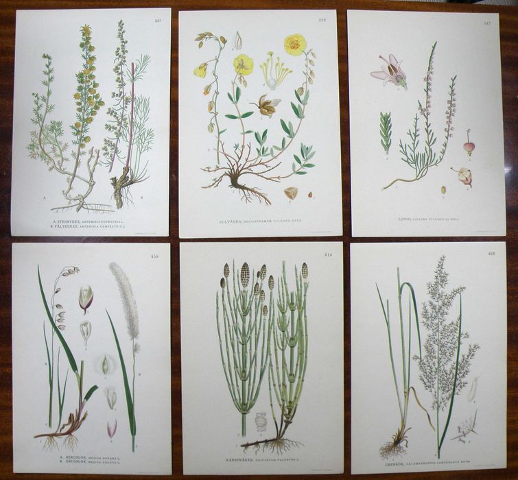 Stare ryciny botaniczne - litografie