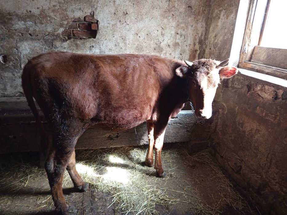 Jałówka roczna czerwona