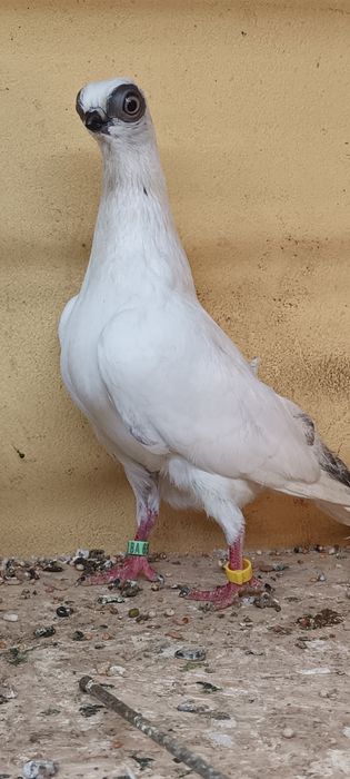 Samniec szek z 25 na białym ogonie.