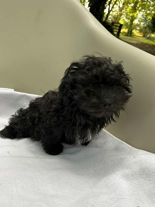 Ice Man piesek rasy Rosyjska Bolonka Kolorowa