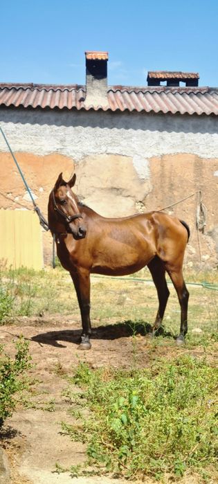 Disponivel egua PSL Letra "z"Pontuada