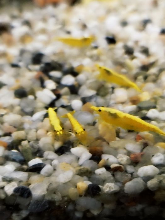 Krewetki krewetka yellow z pasem dorosłe