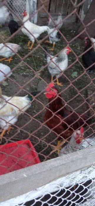 Півні  несуча порода