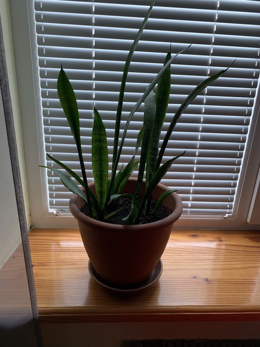 Сансевієрія щепки вкорінені
