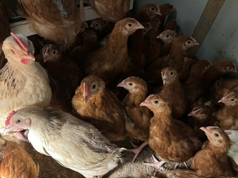 Kury kurczaki Rossa 8 tyg.