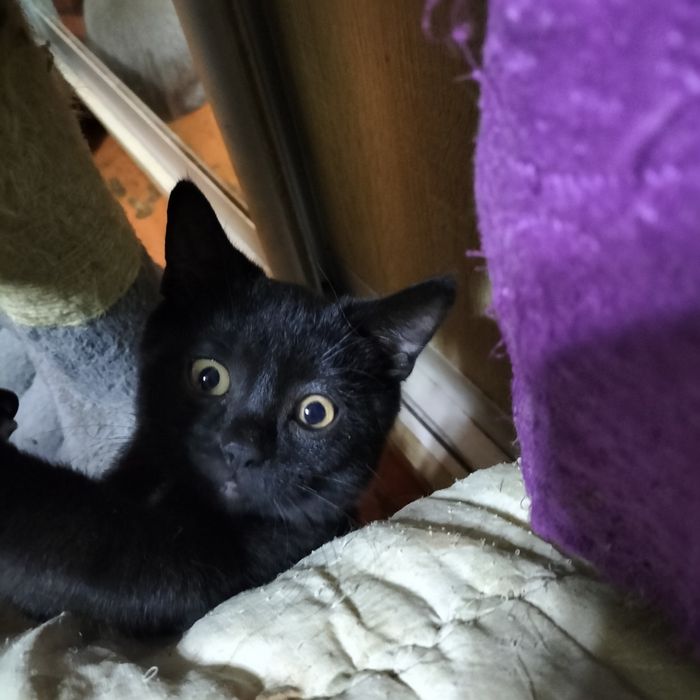 Британські висловухі іпрямовухі