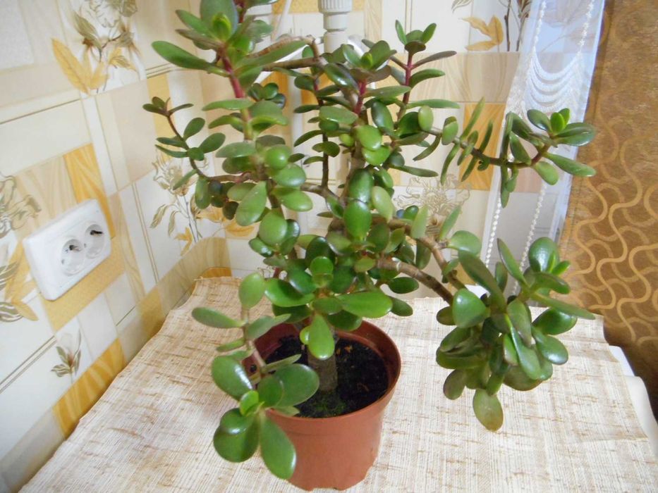 Комнатные растения-денежное дерево,толстянка,крассула,суккуленты.