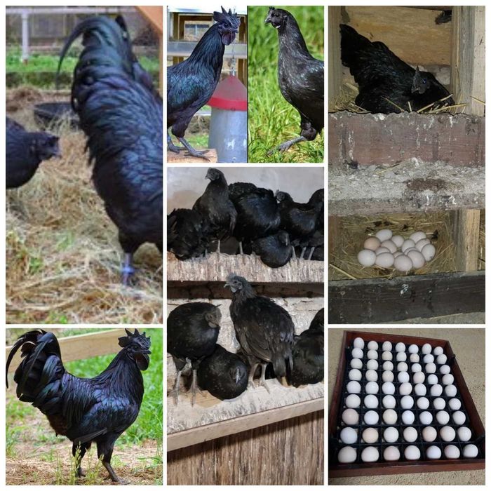 яйце декоративної курочки аям цемані