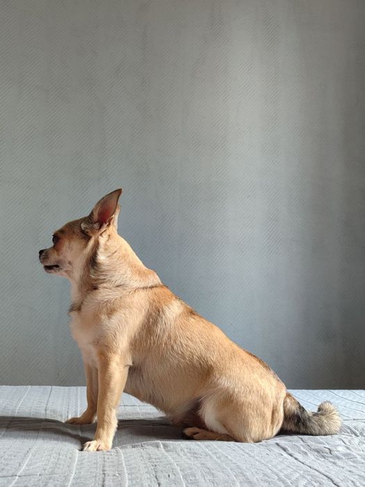 Палевый Соболь развязан кобель чихуахуа ищет невесту случка вязка