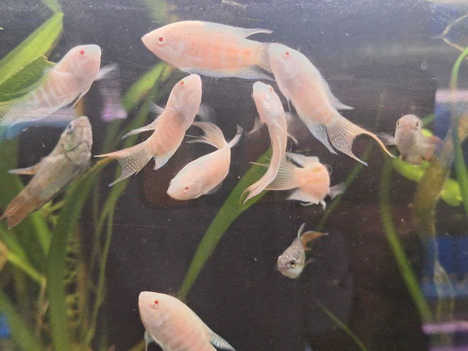 Paraiso albino \ Macropodus opercularis 4 - 5 cm