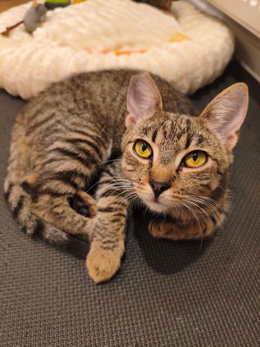 Cudny Rysio do adopcji !