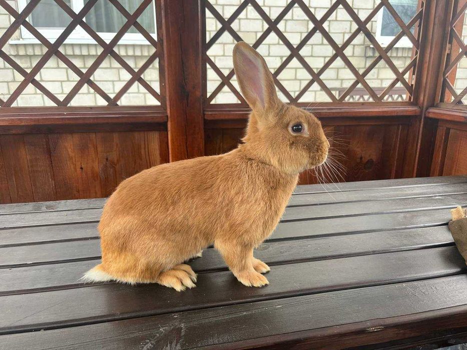 Кролі породи Бургундець та Білий Панон