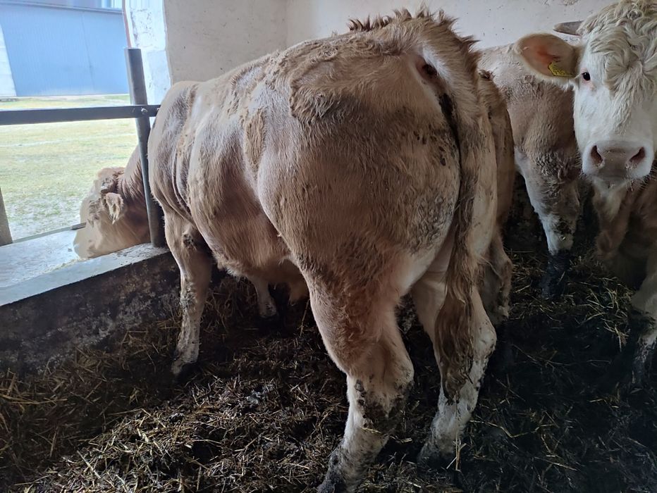 Byczki Blonde d'aquitaine