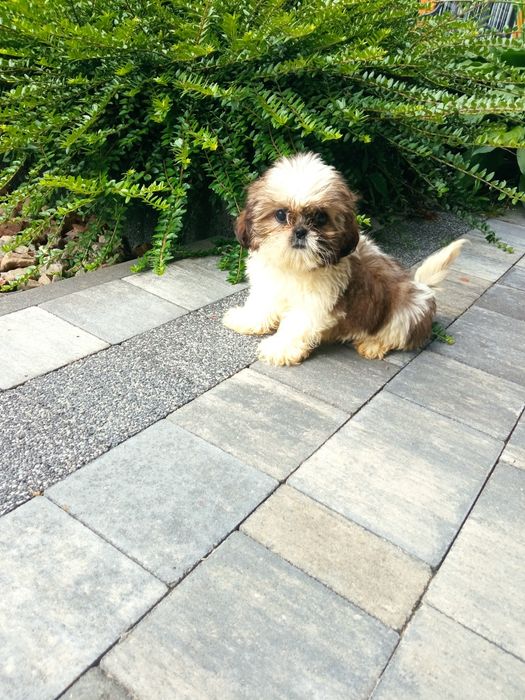 Shih-tzu mini suczka