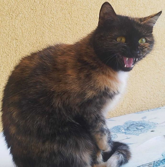 Rudy kocurek i jego mama trikolorka