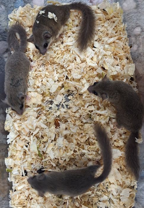 Popielice afrykańskie młode