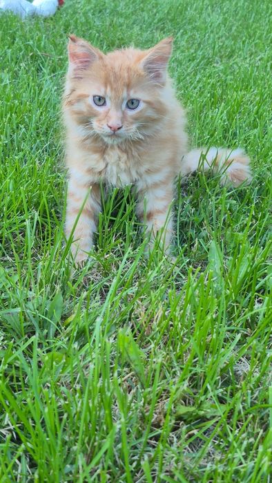 Maine Coon rudy kocurek