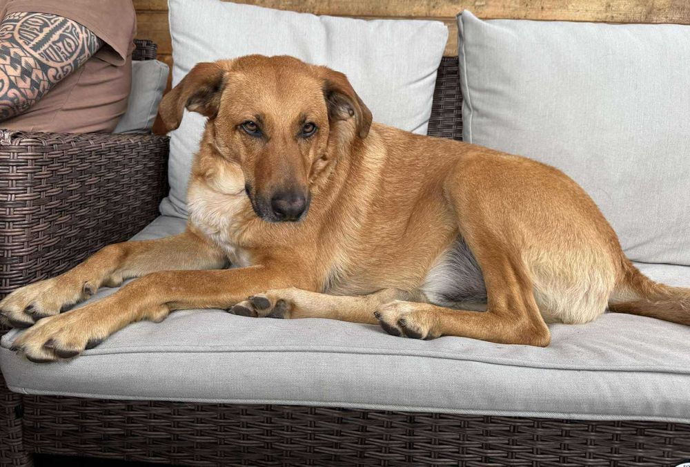 Rewelacyjny Pluto czeka na dom.