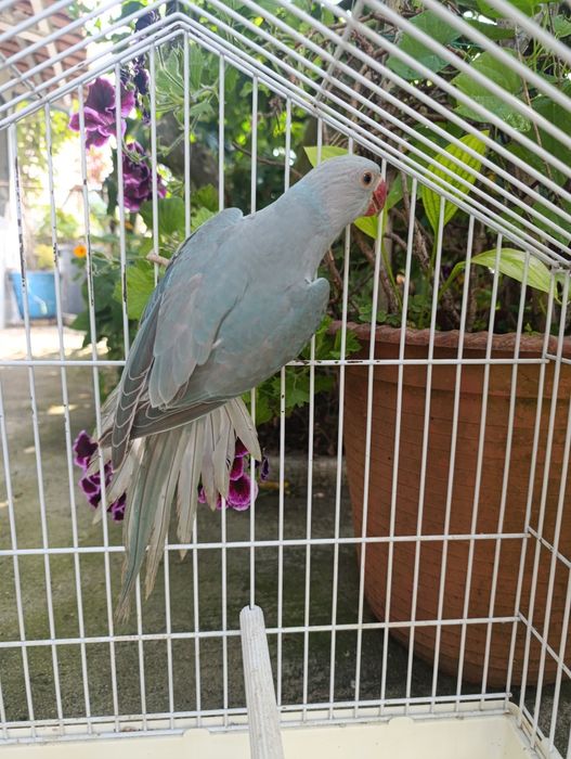 Aves Ring neks 3
