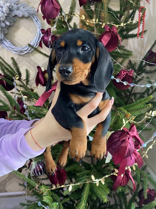 Чистокровна такса