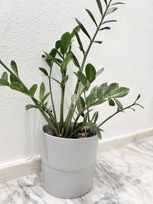 Planta Zamioculca com vaso