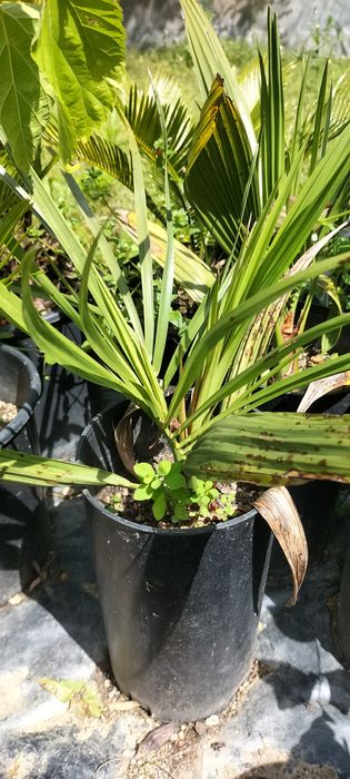 Palmeira Phoenix sylvestris