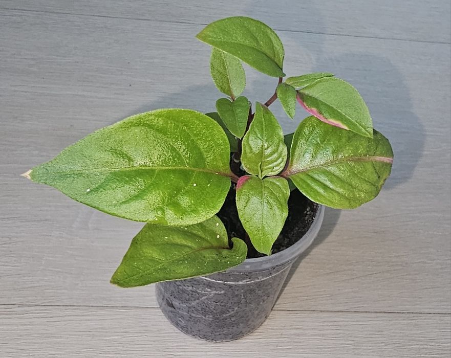 Mała sadzonka Alternantera Party Time