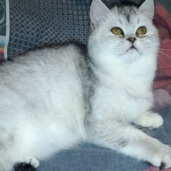 Породистая кошечка Скоттиш страйт Серебристая шиншила!
