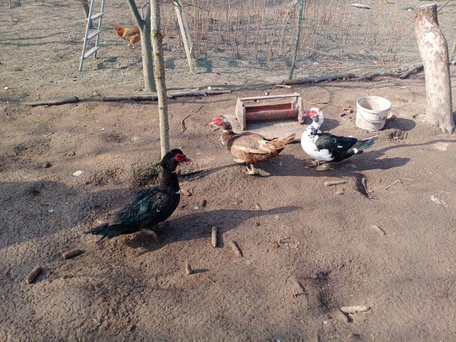 Качур шипун, индоутка.