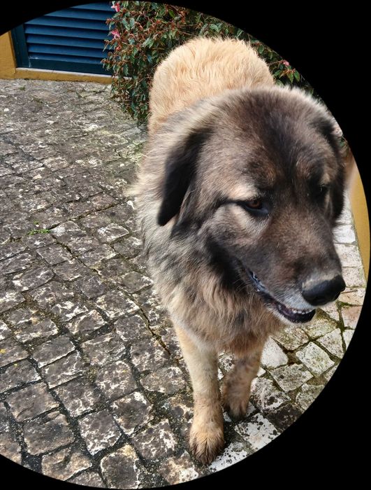 Cão serra da estrela, jovem adulto.