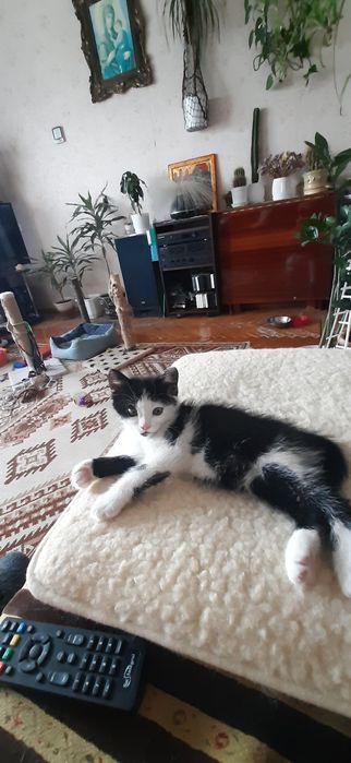 Котик, кошення, безкоштовно