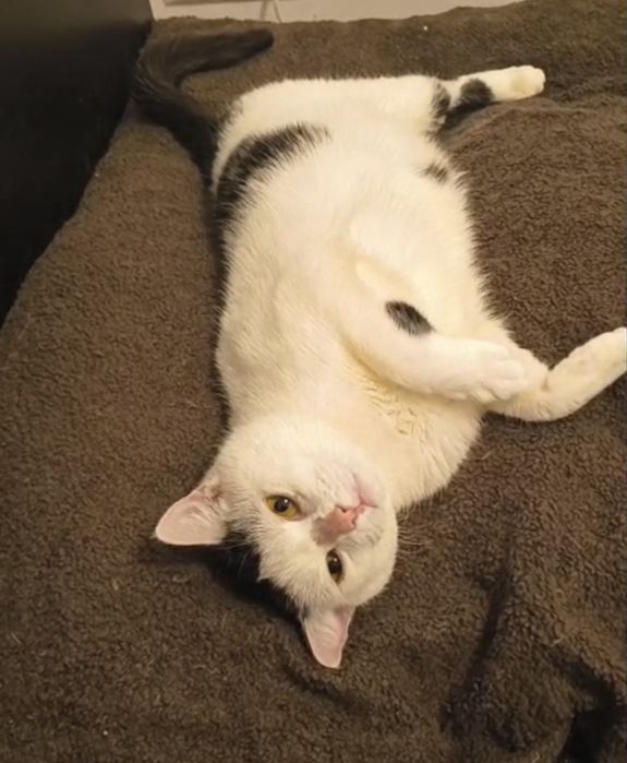 Tulaśna kotka Samira szuka domku