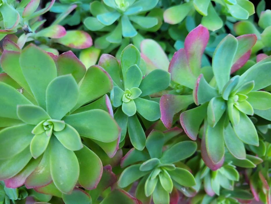 Orginalna  roślina .Sedum palmeri.