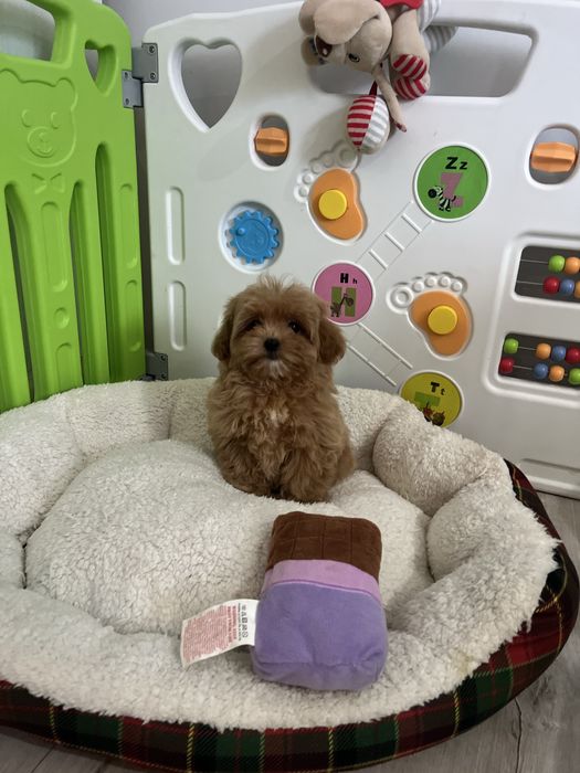 Wesoła sunia maltipoo