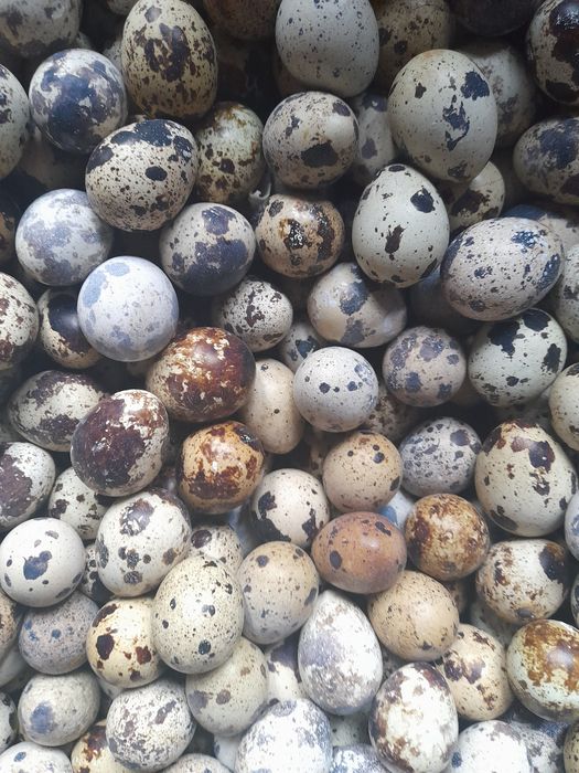 Sprzedam  jajka  przepiórcze