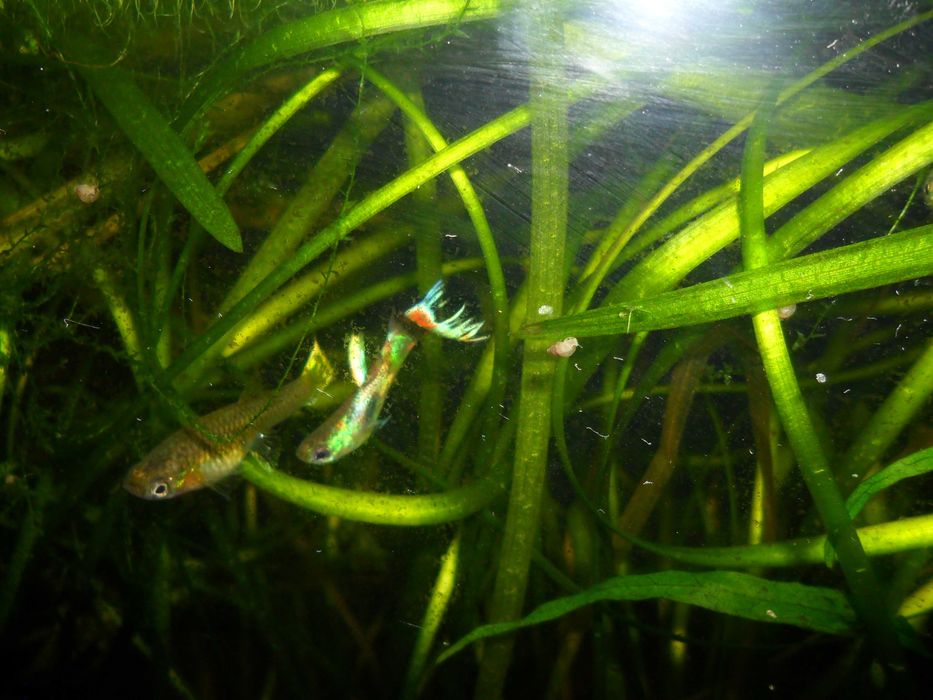 Гуппи,несколько цветовых форм.