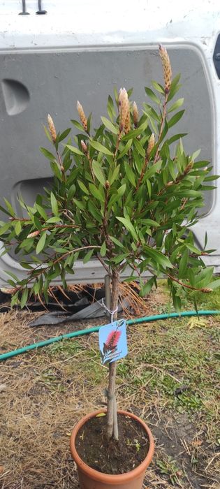 Kuflik, Oleander, Bougainvillea,Bez chiński