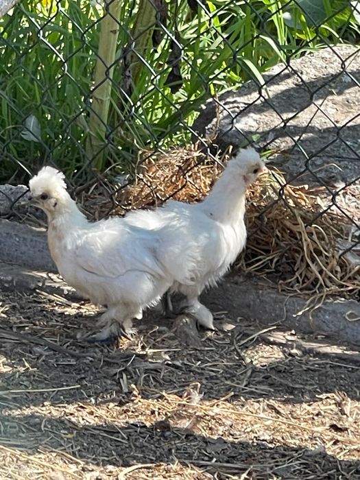 Galinhas sedosas criadas na quinta