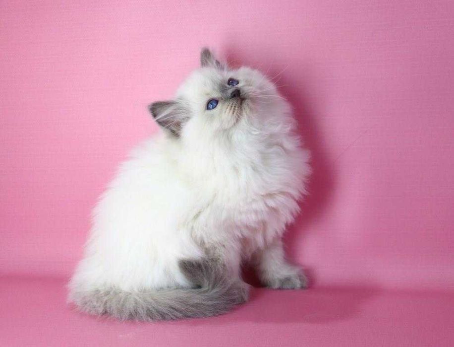 Синьоокий красунчик РЕГДОЛЛ//Ragdoll