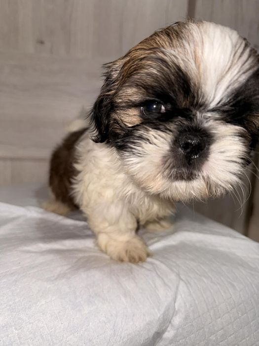 Sprzedam pieska shih tzu