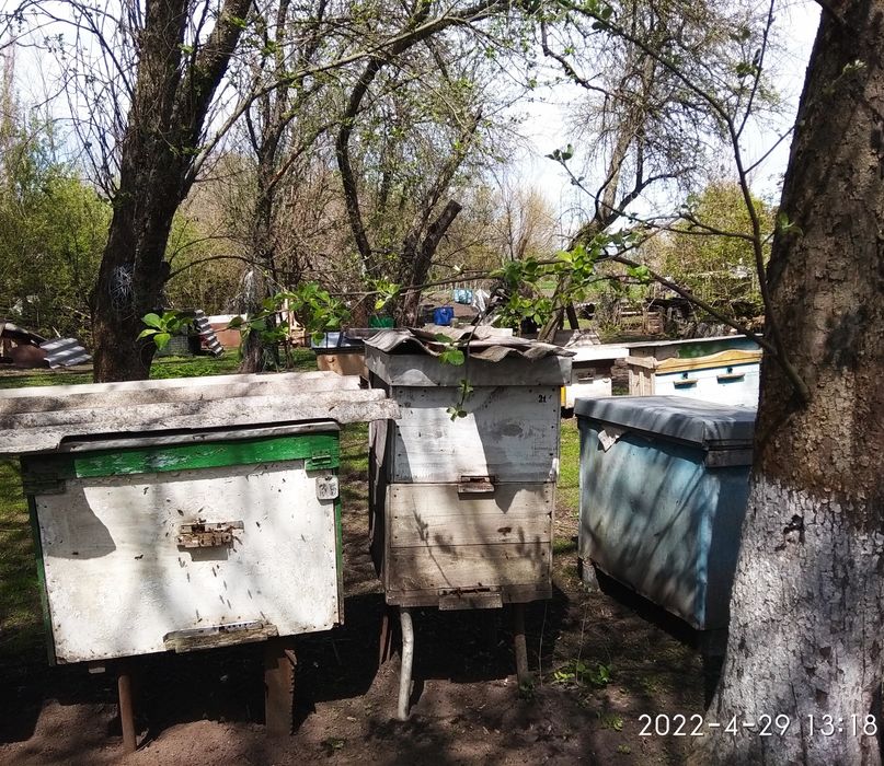 Продам бджолосім'ї та пакети