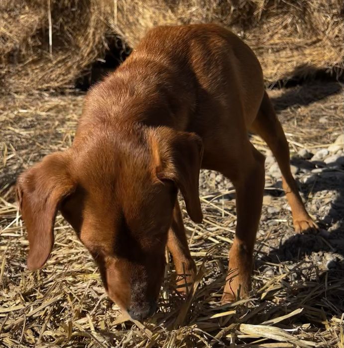 Pies piesek mieszaniec