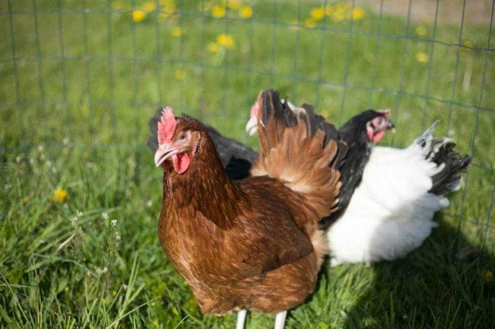 Kury kokoszki nioski rasy Rosa kolorowa na wybieg