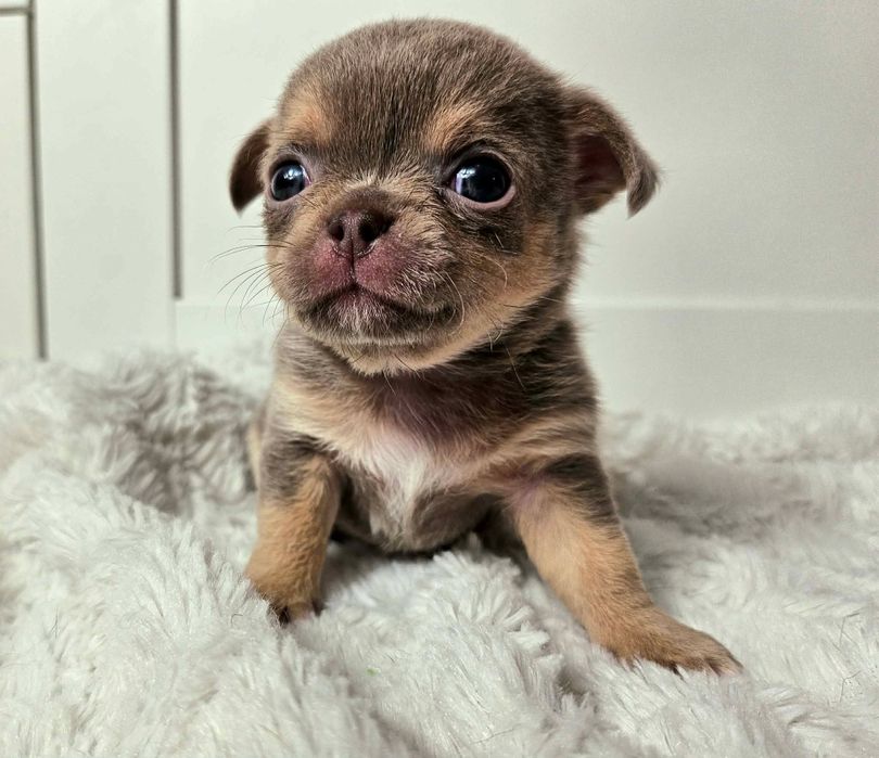 Chihuahua krotkowlosy liliowy podpalany piesek