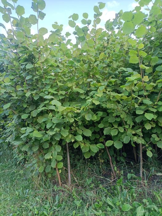 Sadzonka orzecha laskowego