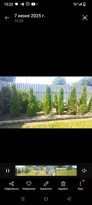 Продам туи.Размеры разные.Звоните,обсудим.