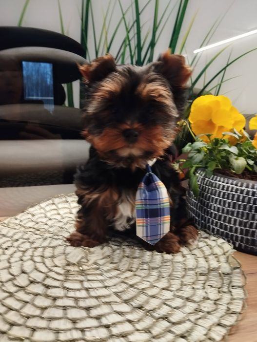 samczyk  Yorkshire terrier z Rodowodem