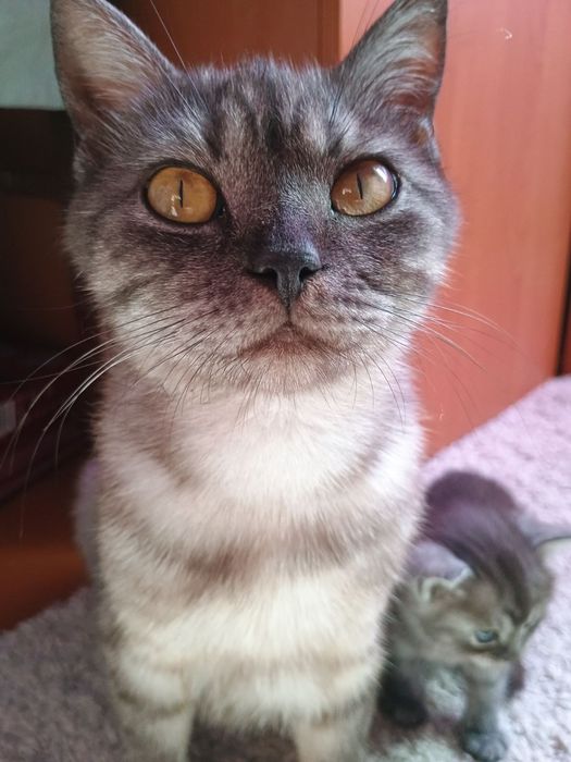 Кошенята !!!Віддам